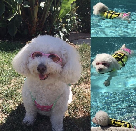 Tilly Fluffdog