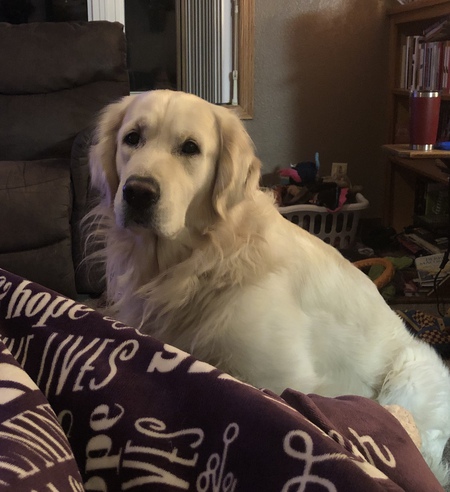 Gus