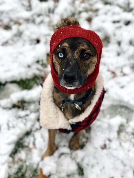 Kaia