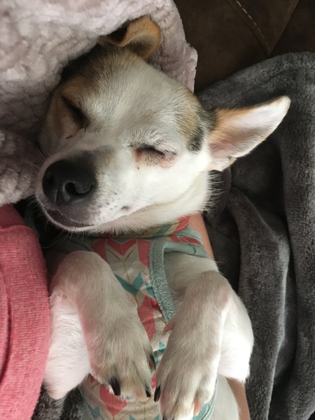 Zelda 