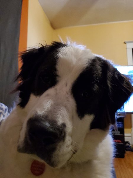 Snoopy