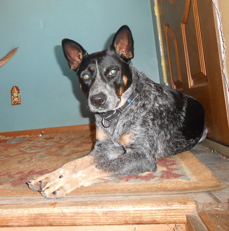 Bandit