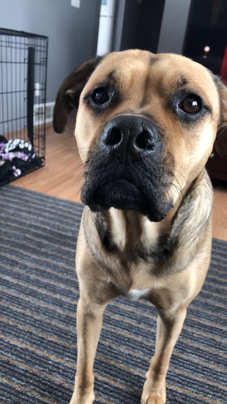 Piper