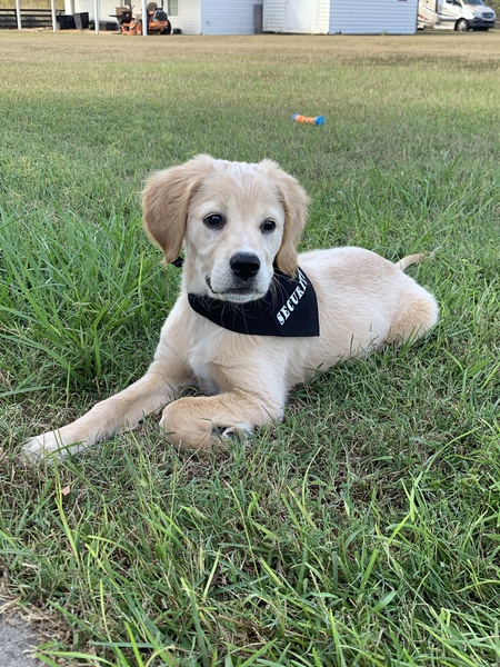 Luna Bear