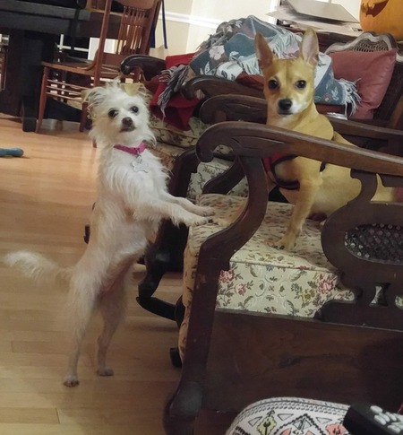 Zia and Jaboo