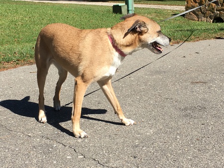 Maya