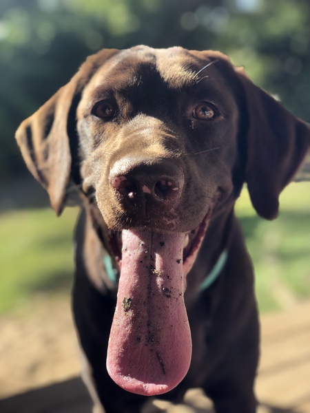 Bailey