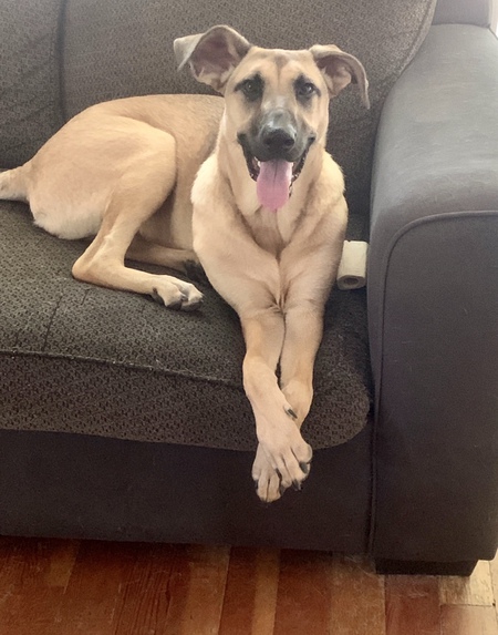 Rex