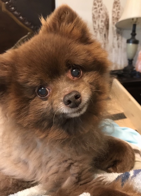 Gizmo 