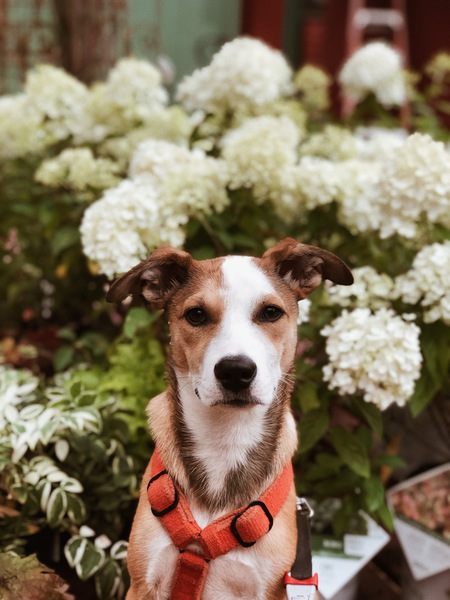 Rigby
