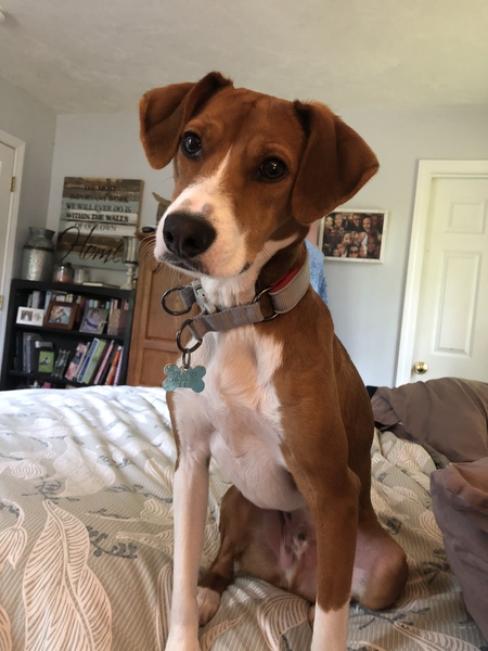 Dwight K. Doggie