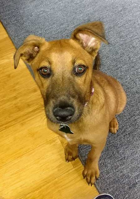 Liddy (Liv) Rescued from the Delta May 2019