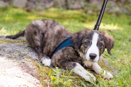 Finnigan