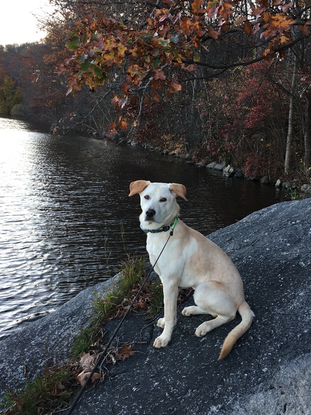 Moon Doggie