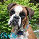 Entry image for CieCie