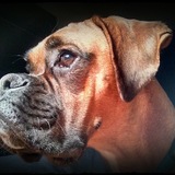 Entry image for Samson