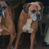 Entry image for Daisy and Macie