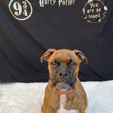 Entry image for Harry Potter