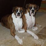 Entry image for Bella & Petey