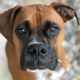 Entry image for Charlie 