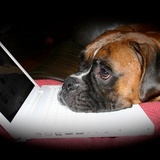 Entry image for Stitch