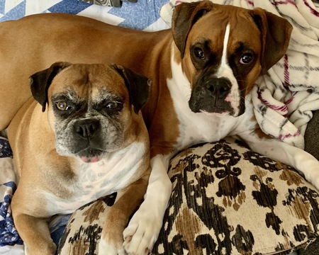 Entry image for Cinnamon and Simon . Clicking this image will show a larger photo