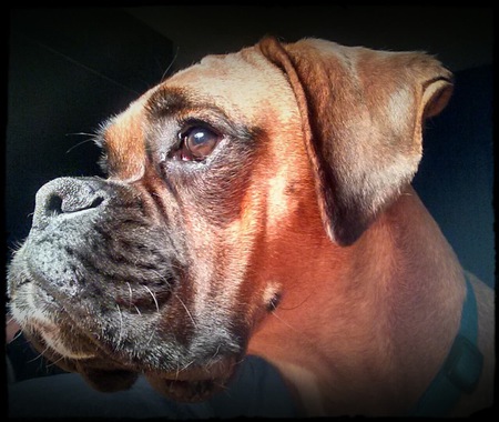 Entry image for Samson. Clicking this image will show a larger photo