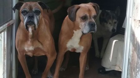 Entry image for Daisy and Macie. Clicking this image will show a larger photo