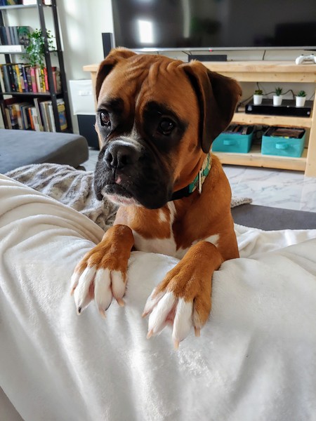 Entry image for Scooby. Clicking this image will show a larger photo