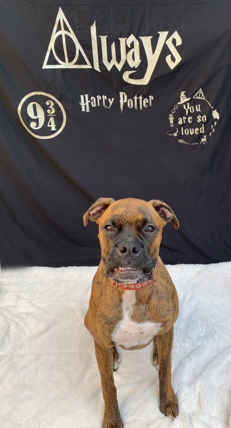 Entry image for Harry Potter. Clicking this image will show a larger photo