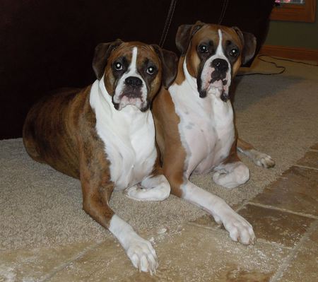 Entry image for Bella & Petey. Clicking this image will show a larger photo