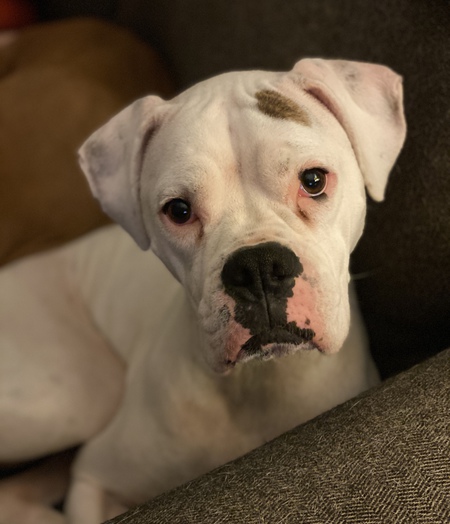 Entry image for Arlo. Clicking this image will show a larger photo