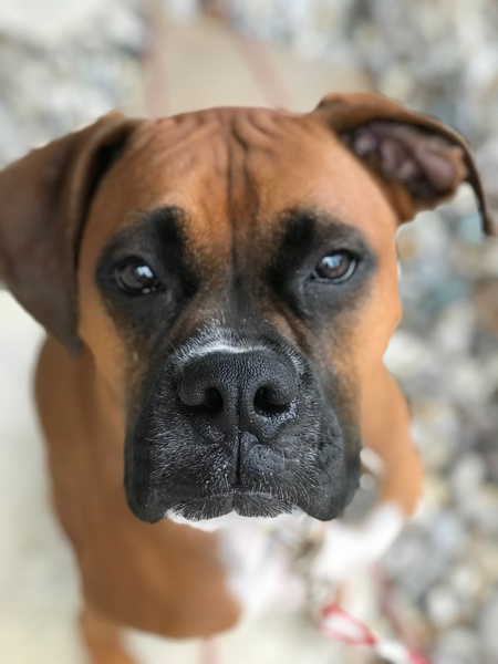 Entry image for Charlie . Clicking this image will show a larger photo