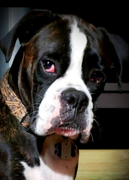 Entry image for Finley . Clicking this image will show a larger photo