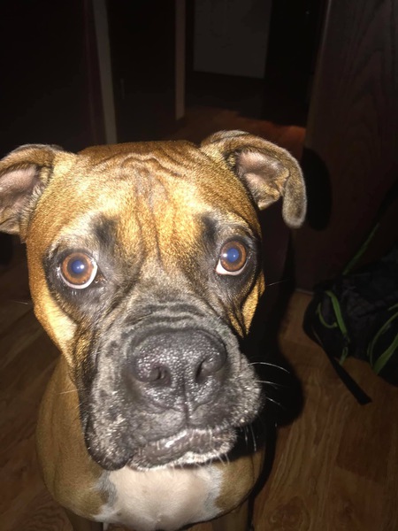 Entry image for Chip. Clicking this image will show a larger photo