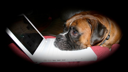 Entry image for Stitch. Clicking this image will show a larger photo