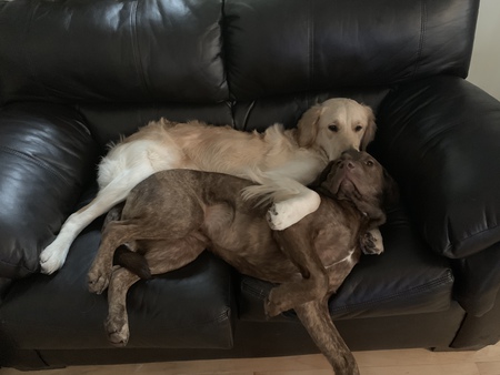 Trooper and Dallas 