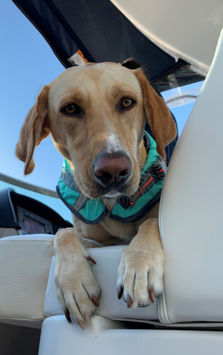 Harlow