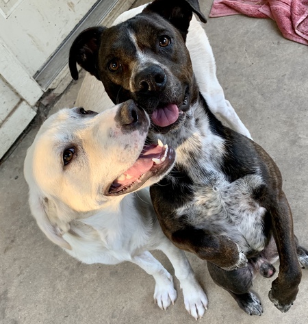 Sonoma and Sniper