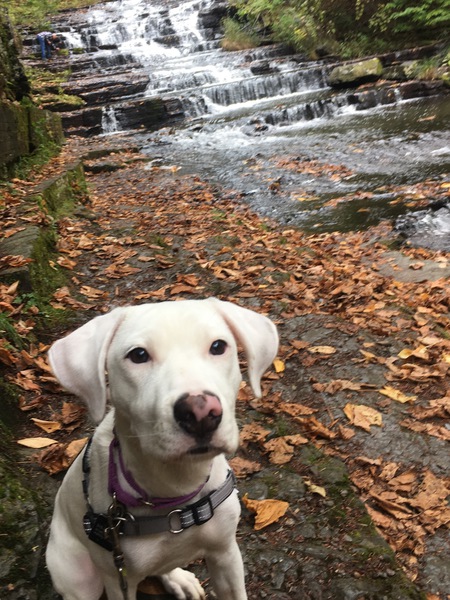 Scout