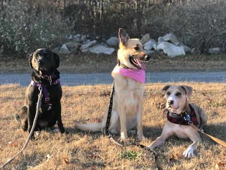 Glory B (Glory), Piper, Gibson (Gibbs) 