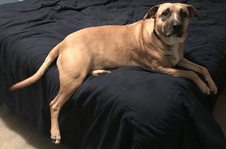 Meeka