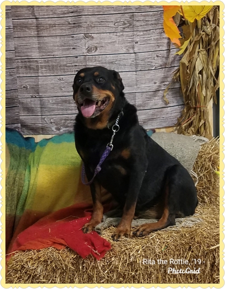 Rita the Rottweiler
