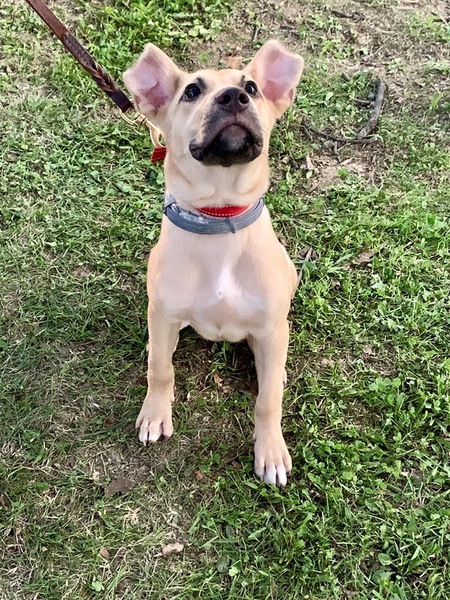 Charlie (OTIS adoption)