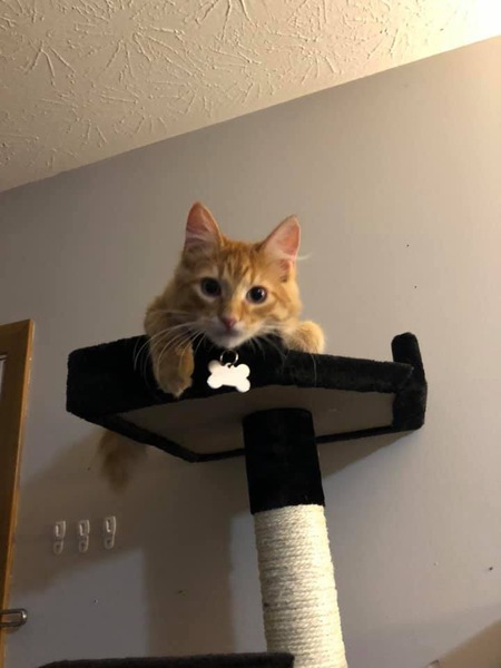 Cheddar 