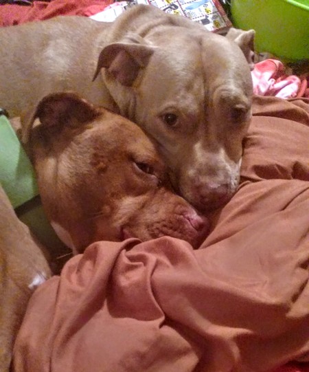 Ginger and Bella