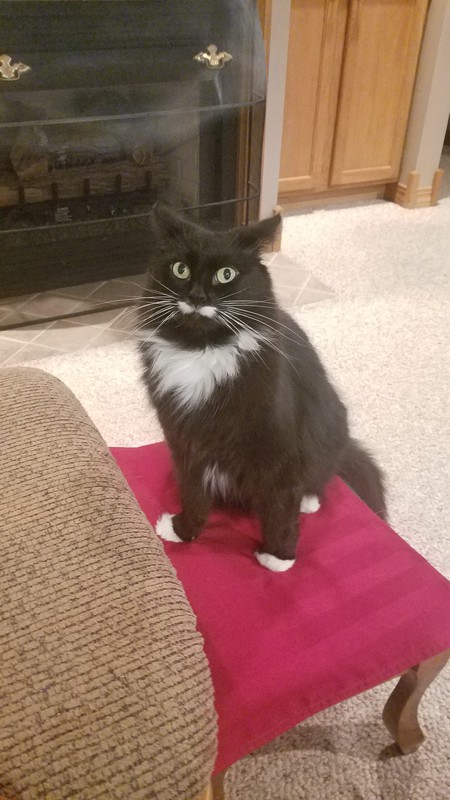 Socks