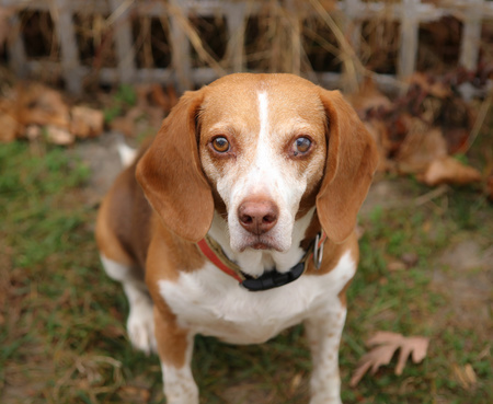 Rosie