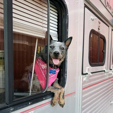 Dixie Rose