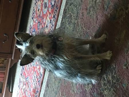 Sadie Mae